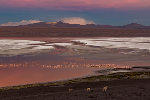 Bolivia - Laguna Colorada - Red Lake - Oli Haukur Valtysson