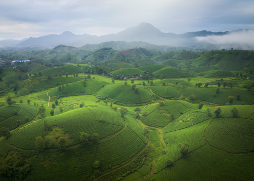 VIetnam Photo Tour - Long Coc Tea Hills - Oli Haukur Valtysson